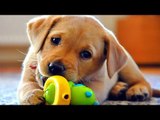 TRY NOT TO LAUGH or GRIN - Funny DOGS Fails Compilation 2016 || by Life Awesome