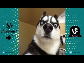 FUNNY ANIMALS COMPILATION 2017 Part 2 - Super Funny ANIMALS Videos! | by Life Awesome