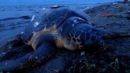 Çanakkale Lapseki'de Ölü Carette Caretta Bulundu
