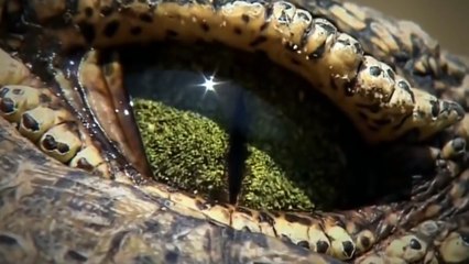 Amazing Leopard vs Crocodile attacks -- Animal attack - story of lion and tiger