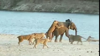 Lion vs Elephant -lion and tiger full movie,fight of lion and tiger