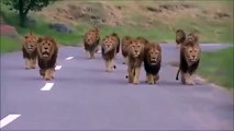 The kings - lion and tiger fight,lion and tiger mating,lion and tigers and bears jazmine