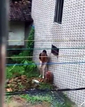 Пьяная домой лезет