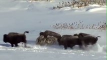 Wolf vs Bison Part 1 Bison Speed Boost Fail - lion and tiger hunting,lion and tiger hunting together
