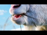 GOAT SIMULATOR - Trailer en Live Action (Xbox One / Xbox 360)