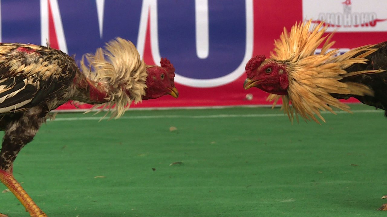 Le combat de coqs à Madagascar, entre tradition et démesure