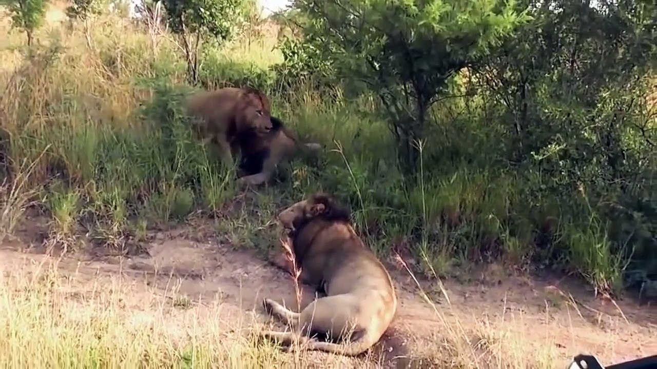 Lions Fight to Death - Best Lion vs Lion Compilation - The Fall of the King
