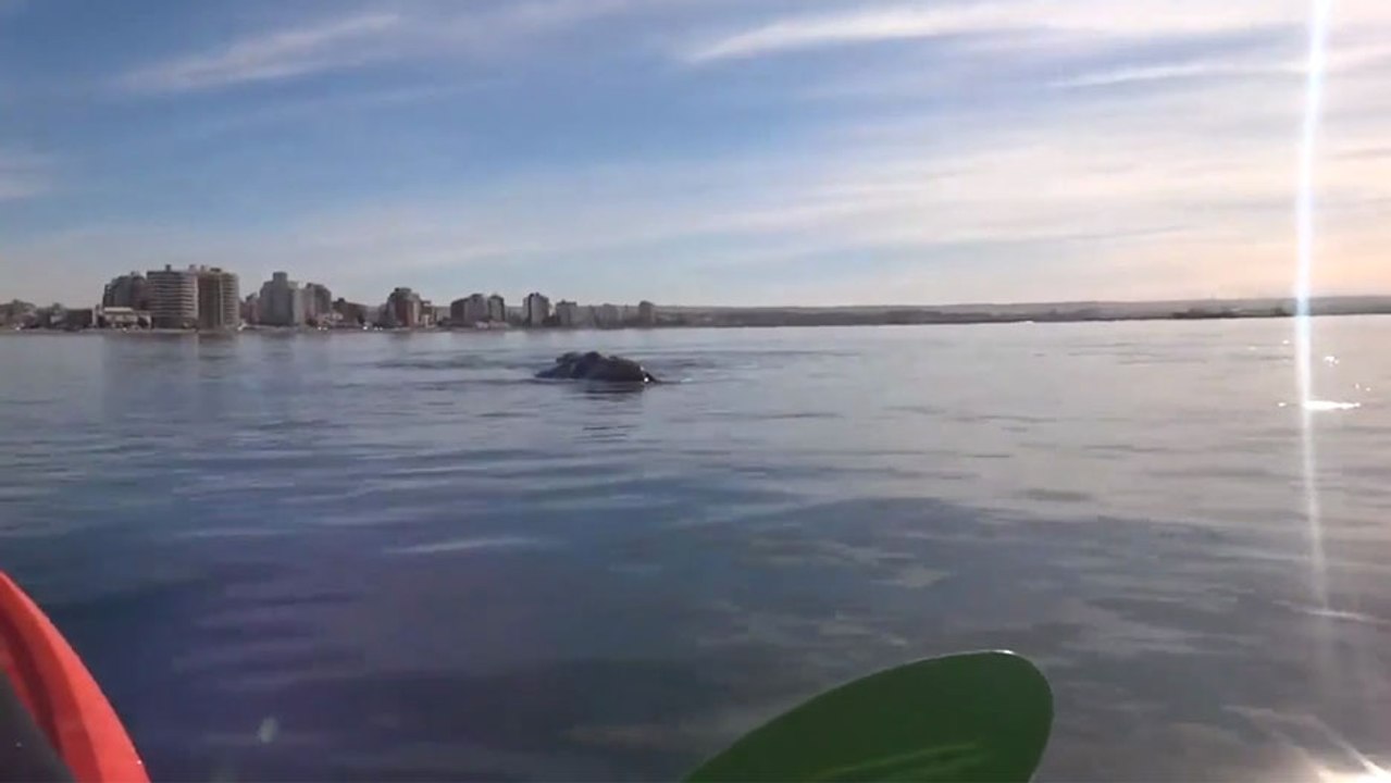 En kayak, ils se retrouvent en équilibre sur le dos d'une baleine à bosse