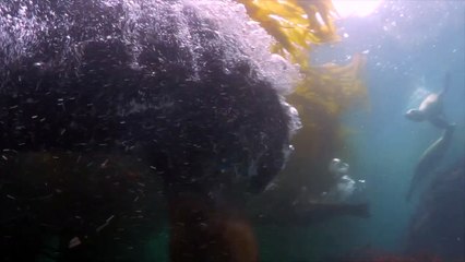 Un plongeur se fait attaquer par un lion de mer