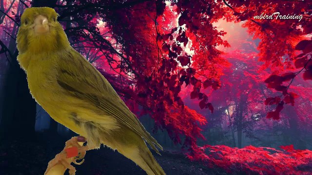 canary singing video - the BEST TIMBRADO canary training song