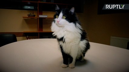 No Japão, terapia empacota adultos.