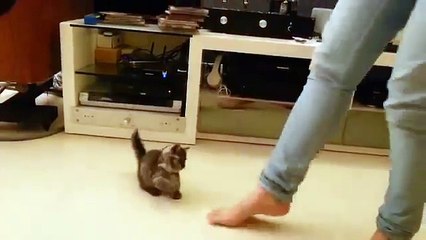 Ella comienza a mover sus dedos al ritmo de la música, pero mira cómo reacciona su gatito... ¡OMG!
