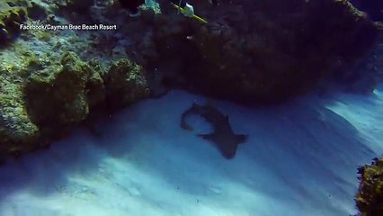 Peshkaqeni kërkon ndihmë nga zhytësit