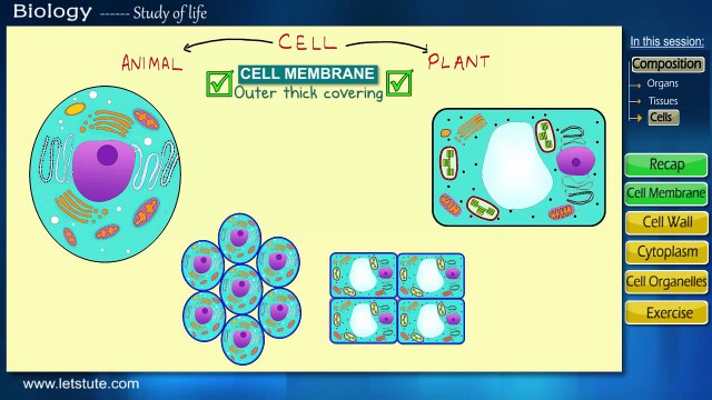 Cell Biology | Components Of Cell