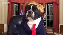 French bulldog dressed as Donald Trump signs executive order
