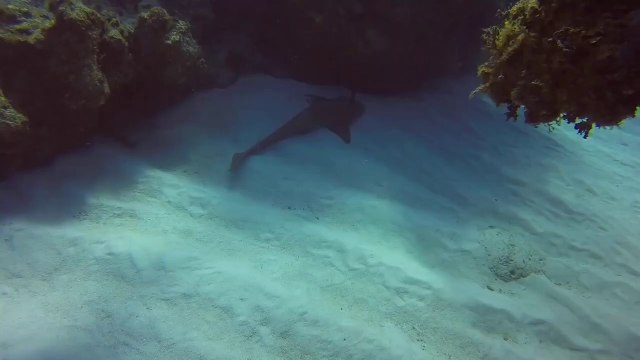 Un requin avec un couteau planté dans sa tête est sauvé par un plongeur aux larges des îles Caïman