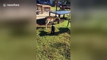 Lamb and deer play around home garden in Australia