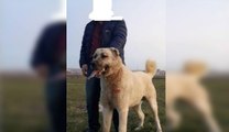 KÖPEK DÖVÜŞTÜREN ŞAHSA 12 BİN LİRA PARA CEZASI