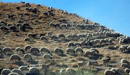 TARIM İL MÜDÜRLÜĞÜ  YAYLAKLARI KİRAYA VERMEYE HAZIRLANIYOR