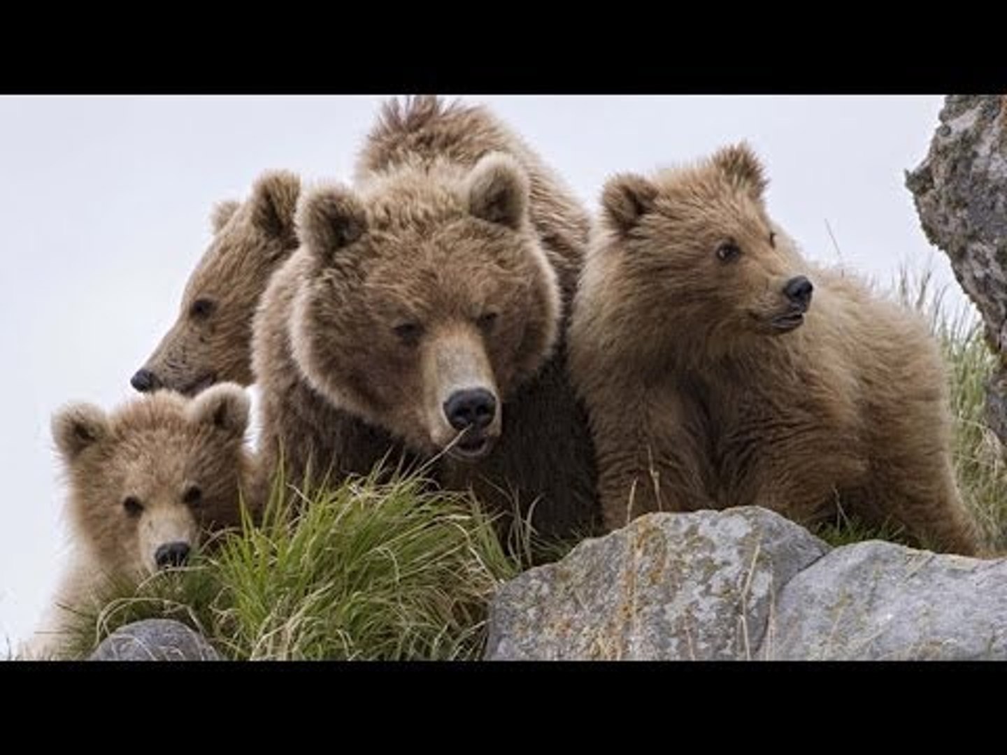 La Mere Et Ses Oursons Terre Des Ours Extrait Du Film Video Dailymotion