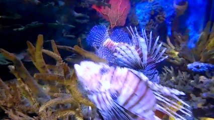 Spiritual Teacher Berdhanya Shines Light on Finding Inner Peace