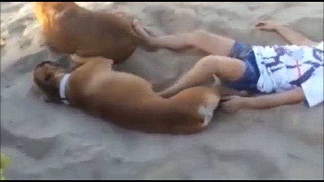 Ce chiens vont bien se venger de cette fillette