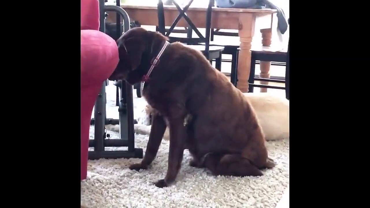 Ce chien n'arrete pas de lacher des caisses...