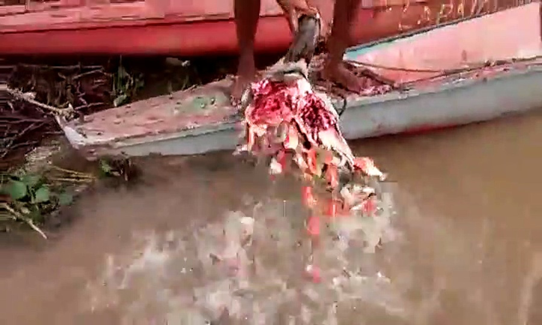 Poisson Piranha Mangeant Une Vache