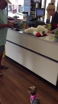 Ce chien adore faire du shopping