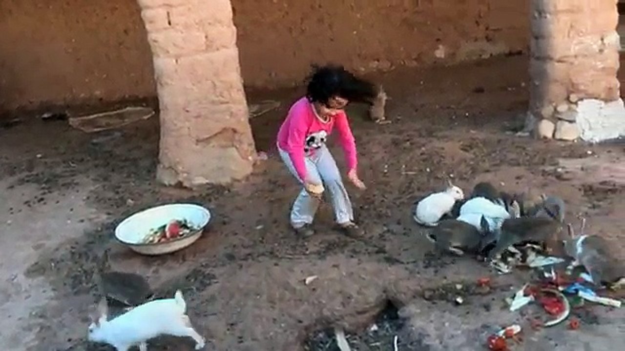 videos graciosos