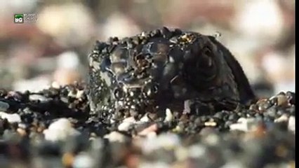 hayvaanlar aalemiynde ölüm kalım savaşı ölmemek için kaçıyorlar zayıflar ve küçükler ise yem oluyor