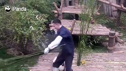 pandanın şirinliğine bakın hayvaanlar birçok insaandan daha sadııktır hayvaanları sevin sahip çıkın