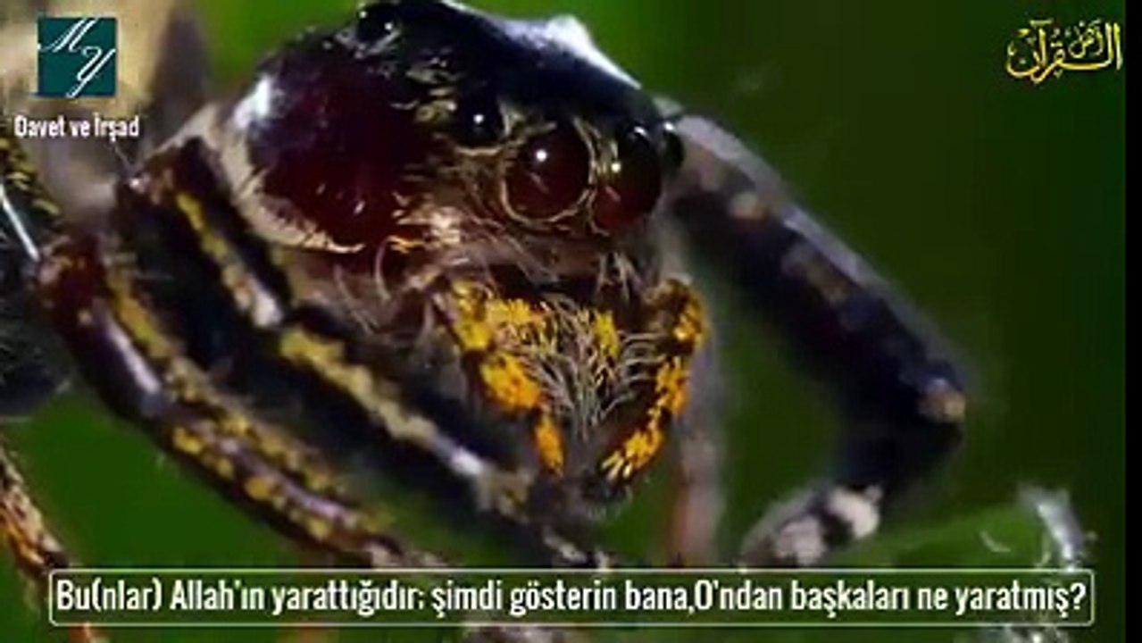 rabb teaalaa en güzel yaratıcıdır dünyaada kibirlenen zalimler kaafirler ise birsinek dahi yaratamaz