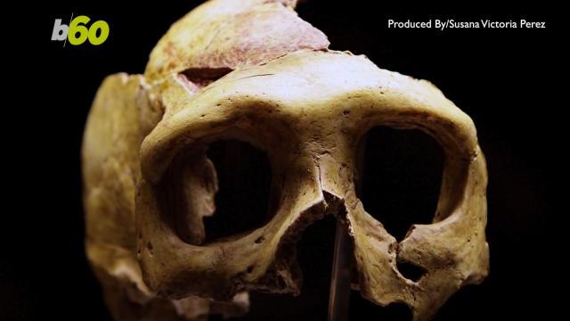 Neanderthals 'Discovered' Aspirin and Penicillin Nearly 50,000 Years Ago