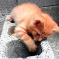 #cat • Instagram photos and videos_2