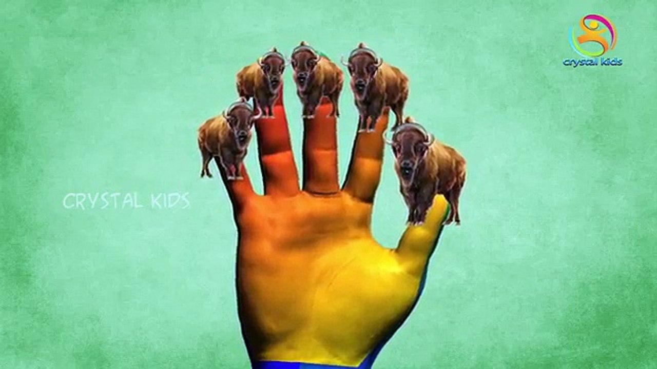 Jurassic Dinosaur V/S Wild Forest Bull - Learn Finger Family Song With Animated Cartoons C