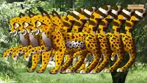 Tiger Finger Family | Lion Cheetah 3D Animated Finger Family Rhymes For Babies | Animals C