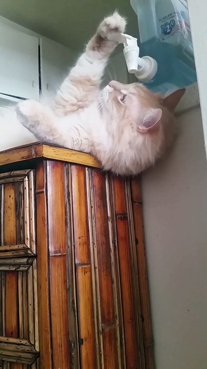 Genius cat drinks casually from water cooler