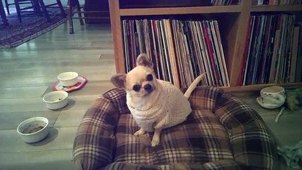 Un chihuahua très enthousiasme pour aller se promener !