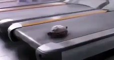 Corri tartaruga corri