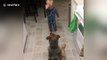 Toddler teaches his dog tricks