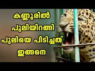 Leopard On Prowl Attacks Four In Kannur, Caught | Oneindia Malayalam