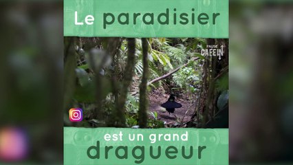 Le paradisier : techniques de drague
