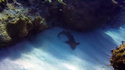 Ce professeur de plongée sauve un requin qui a un gros couteau planté dans la tête
