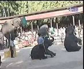 Upper elephant girl passed but nothing happened Girl