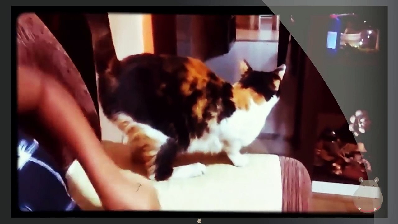 Funny Animal Farts Compilation.