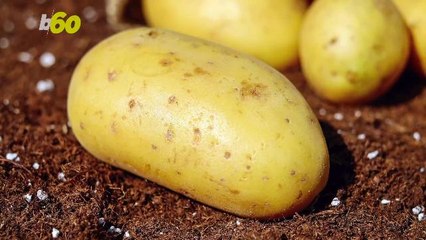 Researchers Think Potatoes Could Grow on Mars