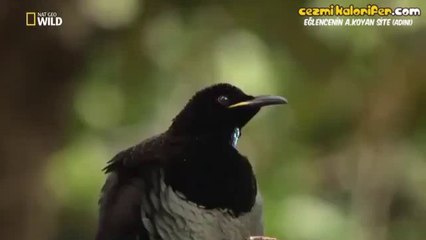 Dişi Kuşu Tavlamak İçin Kendini Heba Eden Erkek Kuş