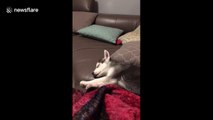 This husky puppy really hates his owner's singing