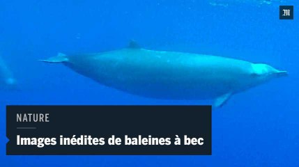 Une espèce de baleine à bec filmée pour la première fois